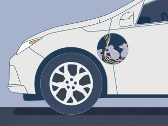 How To Keep Mice And Rodents Out Of Your Car?
